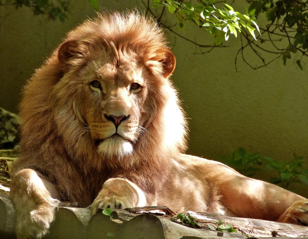 A Lion laying down and looking forward