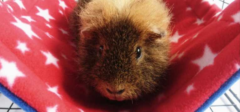 Image of guinea pig