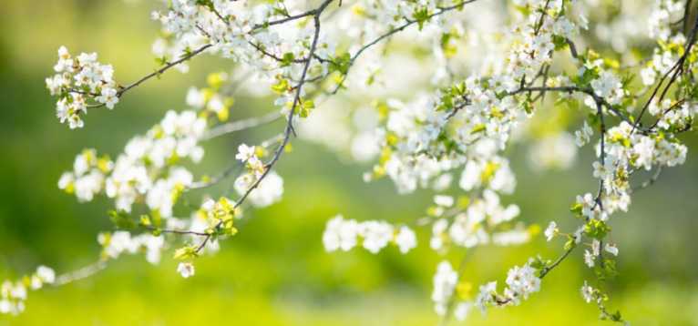 A tree with white flowers on its branches.